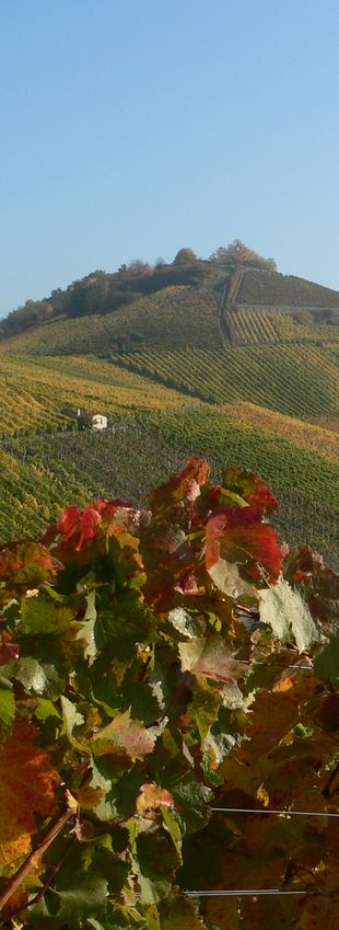 Weinberge